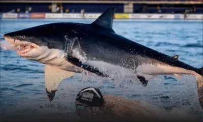 USA : Michael Phelps a perdu son duel contre un requin