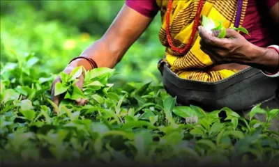 Agriculture : nouvelles incitations pour les planteurs de thé