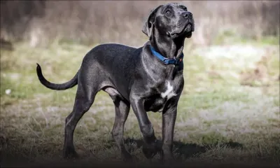 St-Pierre : un forcené lâche son molosse sur des policiers venus l’interpeller