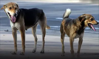 Guerre de voisinage : en rentrant chez eux, ils rencontrent des chiens enragés 
