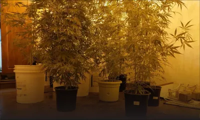 Culture de cannabis en intérieur à Pointe-aux-Sables : la drogue d’une valeur de Rs 200 000 récupérée chez un soudeur