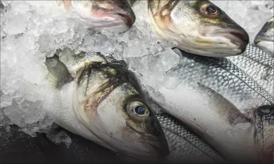 Poissons : Maurice parmi les trois plus grands exportateurs en Afrique