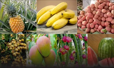 Mangue, letchi, longane, melon d’eau, banane, pitaya…Fruits locaux : une meilleure production attendue cet été
