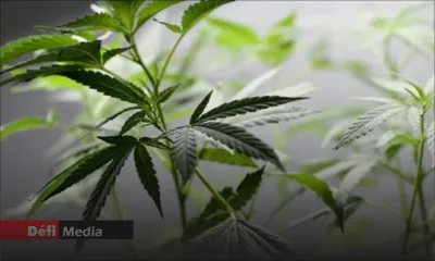 Drogue : dépénalisation, décriminalisation et légalisation : quelle différence ? 