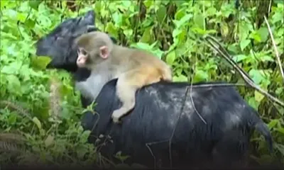 La belle amitié entre une chèvre et un singe