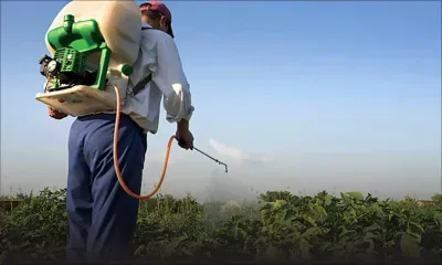 Santé : un lien direct entre l’utilisation des pesticides et les risques de diabète et d’obésité