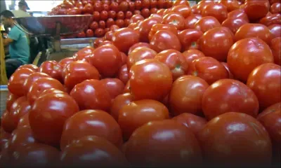 Sondage sur les légumes : le prix de la pomme d’amour grimpe en flèche