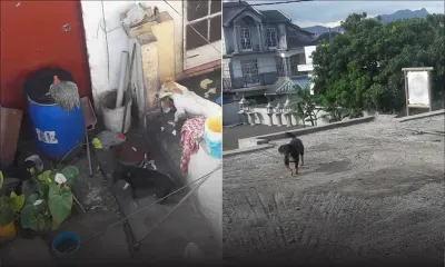 À Phoenix : des chiens posent problème