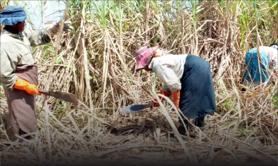 Industrie de la canne: les planteurs crient au «détournement» de sucre