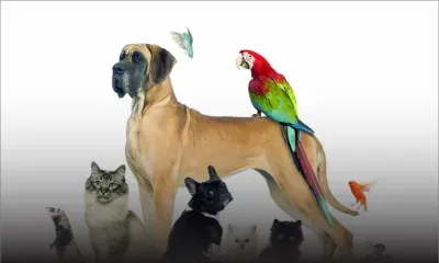 Animal World Mauritius : un site Web dédié à nos amis les bêtes