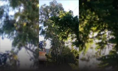 Abattage des arbres : n’est-il pas temps de modifier la loi ?