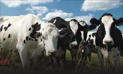 Rapport de l’Audit - Agro-industrie : le manque de planification pour le projet Heifer Farm à Melrose pointé du doigt