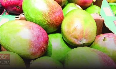 Importation de mangues indiennes avec certification phytosanitaire seulement 