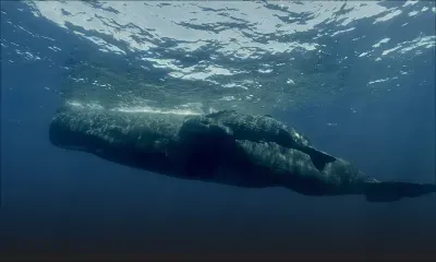 Naissance du cachalot Myriam dans l’océan Indien