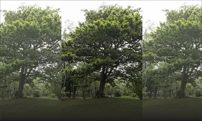 Un terminalia menaçant à Souillac