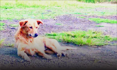 Chiens errants : quand le meilleur ami de l’homme devient nuisance