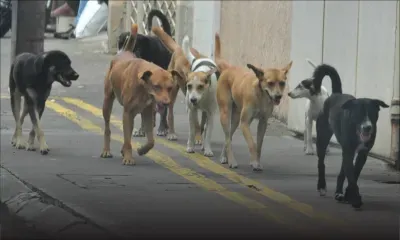 14 771 chiens errants capturés