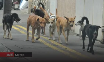 Maltraitance des chiens : la MSAW dépose son affidavit