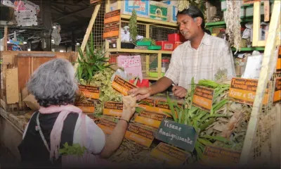 Les tisanes pour combattre certaines maladies : un trésor végétal qui revient en force