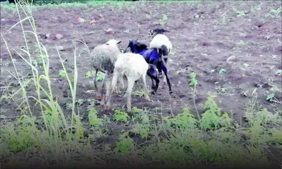 Vols de bétail depuis 6 mois : leur enclos a reçu la visite de voleurs à 4 reprises