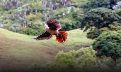 Préservation de l’environnement - Oiseaux endémiques : Maurice sur la bonne voie