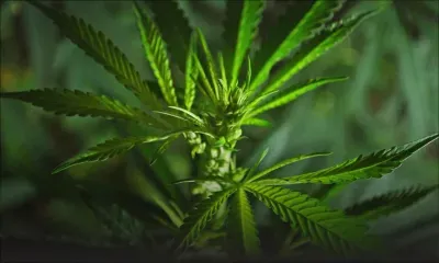 Importation et culture de cannabis : un Russe mis à l’ombre pour deux ans et demi 