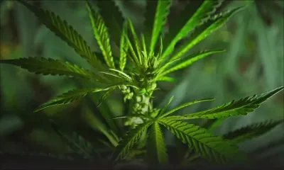 Arrêté pour culture de cannabis - Le suspect : «Mo ti pou fime ek enn parti ti pu vande pu pey det»