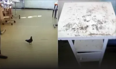 À l’hôpital Victoria, Candos : pigeons et cafards dans une salle d’hôpital