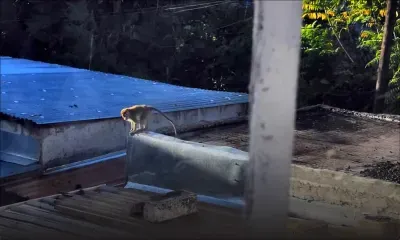 À Stanley, Rose-Hill : des habitants lancent un appel aux autorités pour capturer un singe