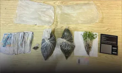 Dans l’Est : une centaine de plants de cannabis déracinés et Rs 72 275 saisies