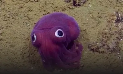 Étrange créature filmée à 900 mètres de profondeur