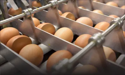 Œufs contaminés au Fipronil en Europe : le ministère de la Santé joue la carte de la prudence