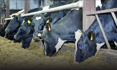 Agriculture : les raisons de baisse de la production du lait frais