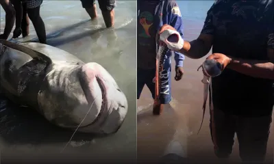 Requins à Grand-Gaube : les pêcheurs montrés du doigt