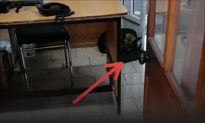 Des chiens errants devant le poste de police d’Abercrombie