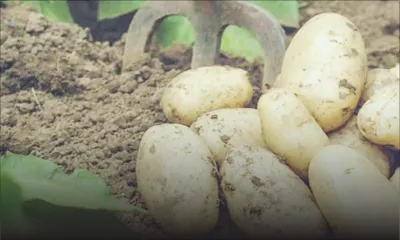 Agriculture - Pomme de terre : les planteurs ont perdu Rs 11 millions entre 2019 et 2020
