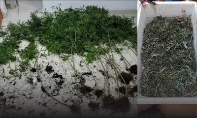 À Crève-Cœur : un chef pompier convertit deux étages de sa maison en culture de cannabis 