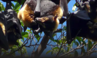 Chauves-souris: début de l’opération d’abattage