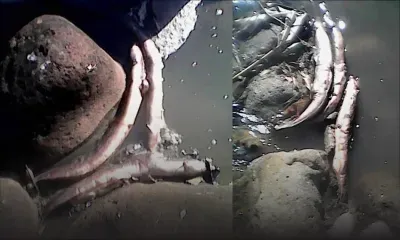 Pollution : anguilles et poissons morts dans la rivière Tabac à L’Escalier