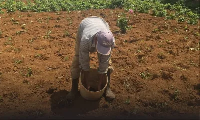 Utilisation de la fiente de poule : les planteurs craignent que les légumes ne soient contaminés