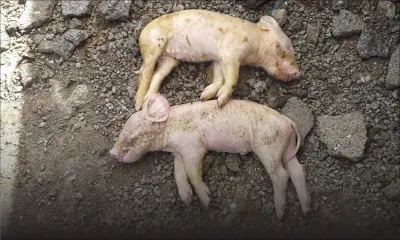 51 porcs abattus à Saint-Martin