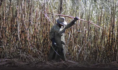 Taux d’extraction de sucre: la pire année depuis 1960