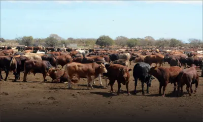 Fièvre aphteuse : les bœufs de la plus grande ferme toujours porteurs du virus 