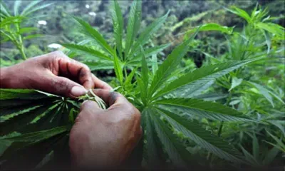 Newsletter : le DPP lance le débat sur les lois sur le cannabis