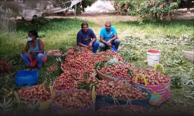 Fruits d’été - Letchis : jusqu’à Rs 250 le demi-kilo 
