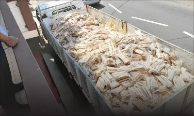 À Bois-Pignolet, Terre-Rouge : La police saisit une importante quantité de bois de santal 