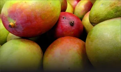 Consommation : mauvaise récolte pour les mangues