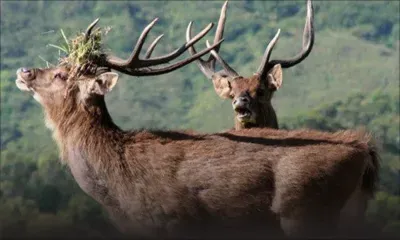 Faute d’avertissement d’usage : les accusations contre 3 chasseurs rayées