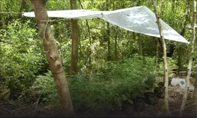 Vaste opération de la brigade antidrogue : du cannabis valant Rs 8 millions cultivé dans une arrière-cour