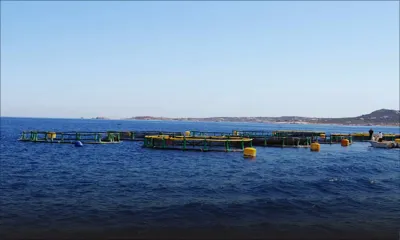 Production à échelle industrielle : la première ferme d’huîtres de Maurice en chantier